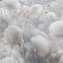 Обои Палитра 72543-42 Cottonia